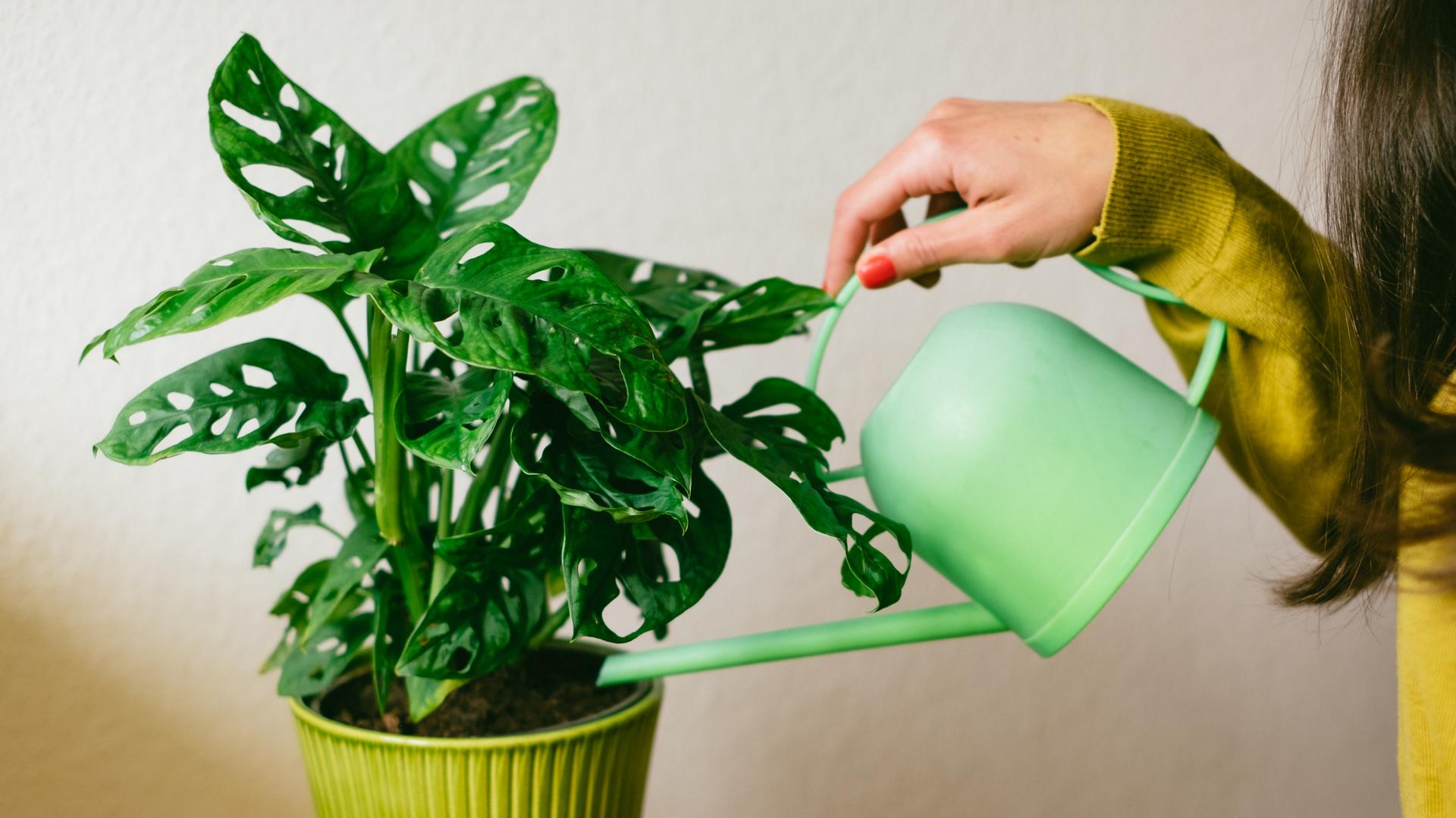 Eine Frau gießt eine Zimmerpflanze. | Eliza / photocase.de, Eliza / photocase.de