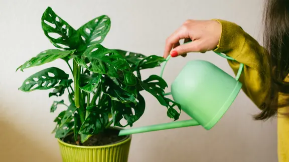 gageana variegata Alocasia Gageana Aurea Variegated #A main image 0
