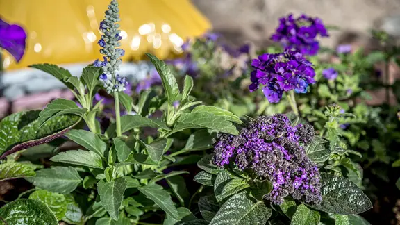 Bienenfreundliche Pflanzen fr den Balkon | ndr.de