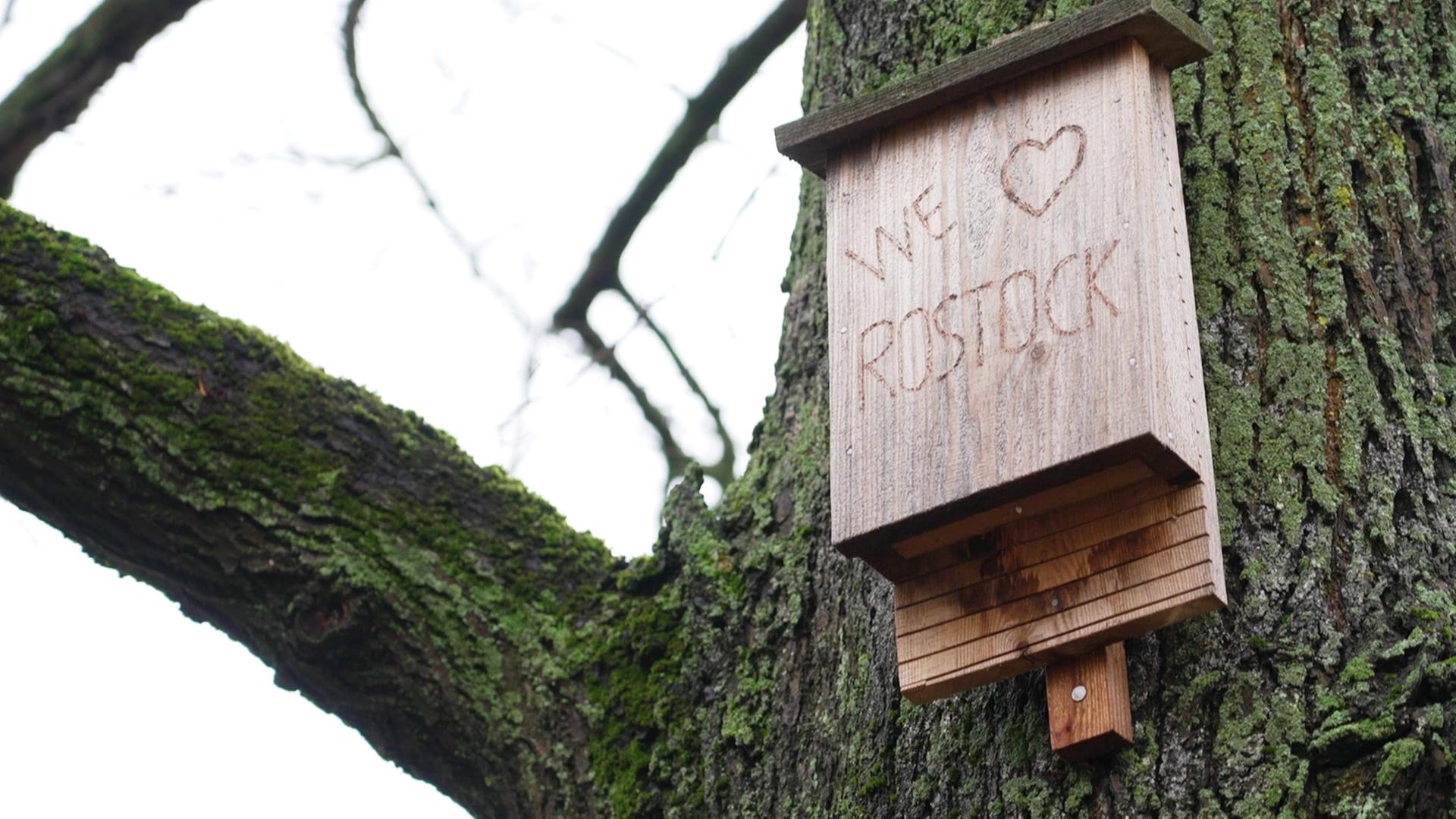 Zählung: Immer weniger Fledermäuse in Rostock