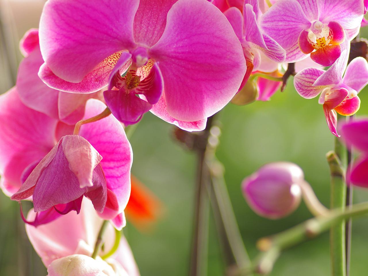Orchideen umtopfen