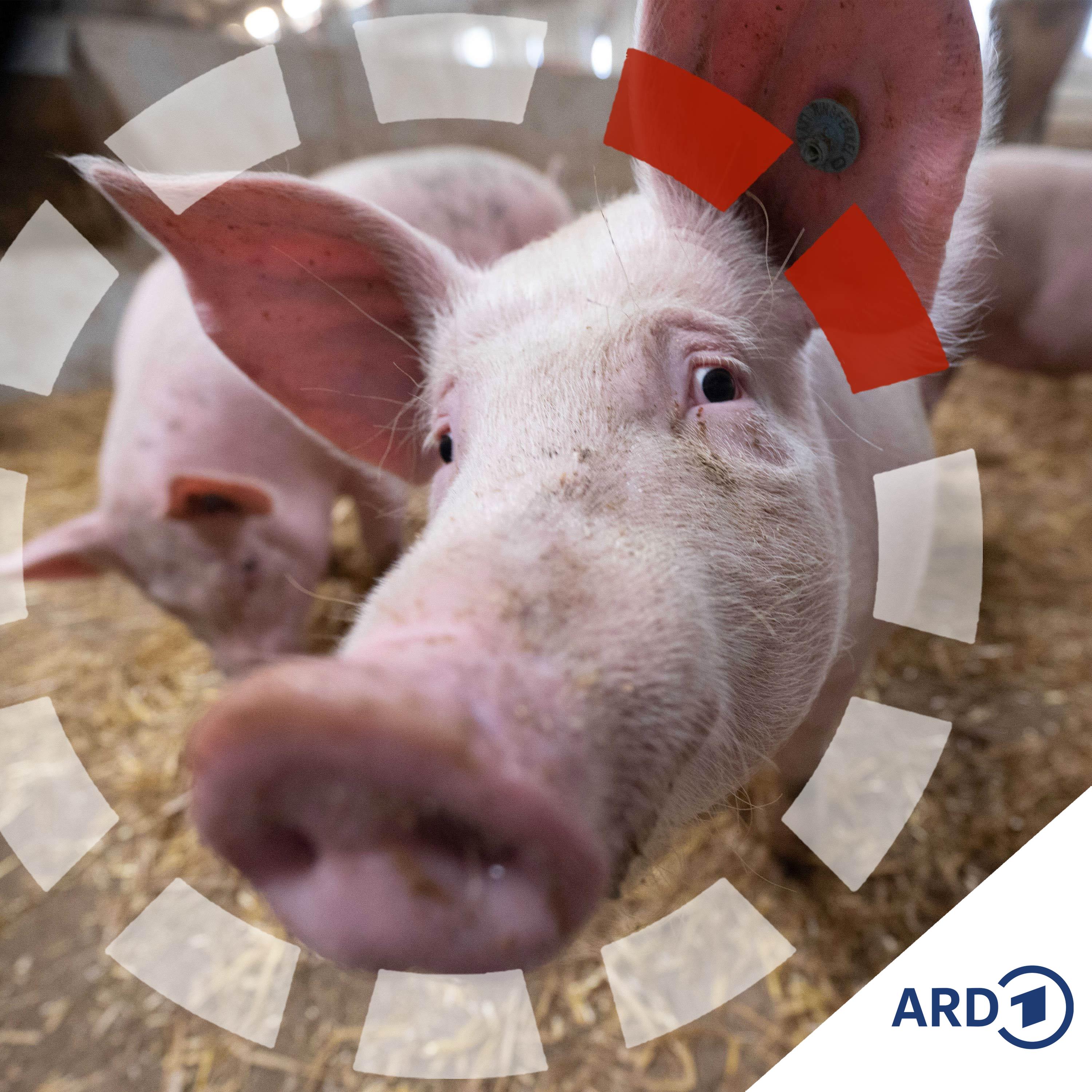 Landwirtschaft am Limit: Bauern zwischen Tierwohl und Preisdruck episode artwork