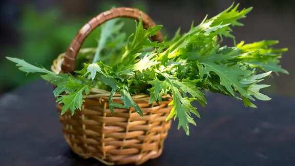 Ein Korb, gefüllt mit dem Asia-Salat Mizuna