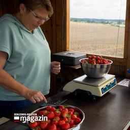 Frisch gepflückte Erdbeeren werden abgewogen.