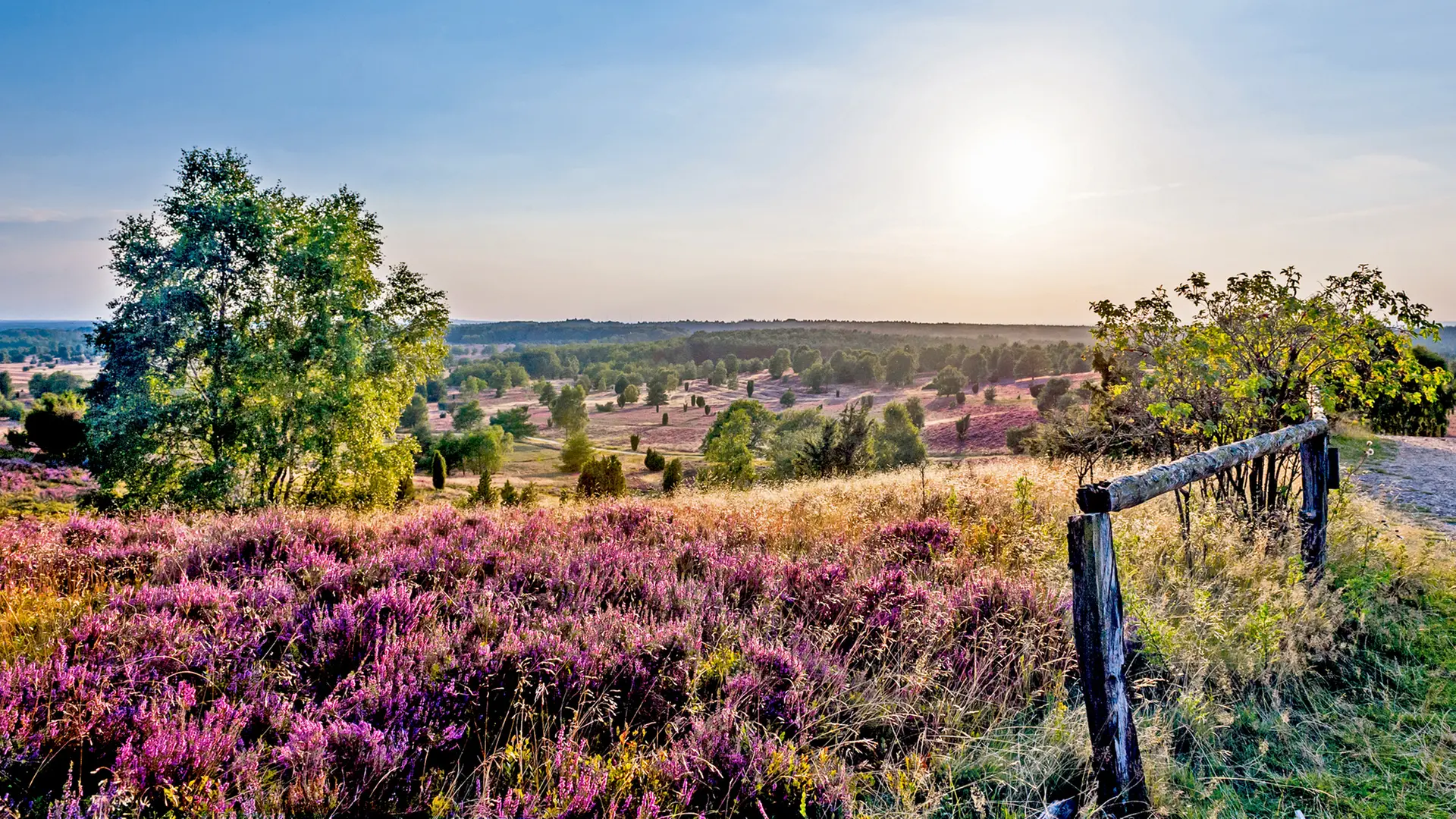 Lüneburger Heide: Wo blüht sie am schönsten?