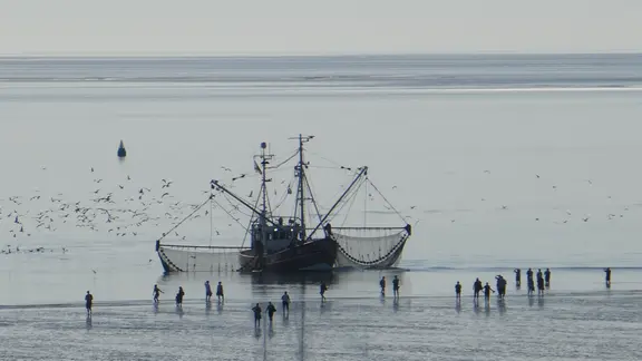 Kühe auf einer Wiese vor dem Leuchtturm "Langer Christian".