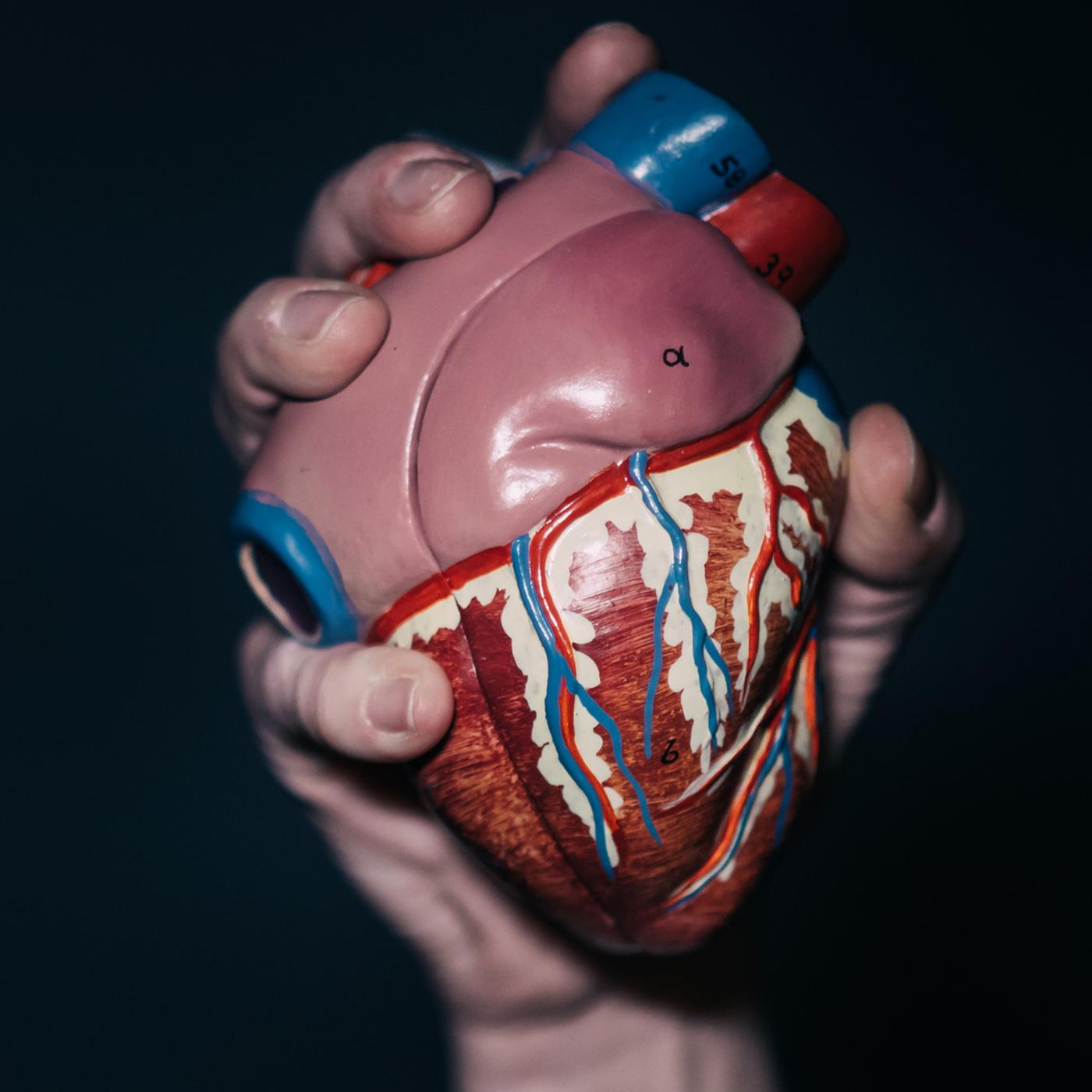 Xenotransplantation: Tiere als Organspender | ndr.de