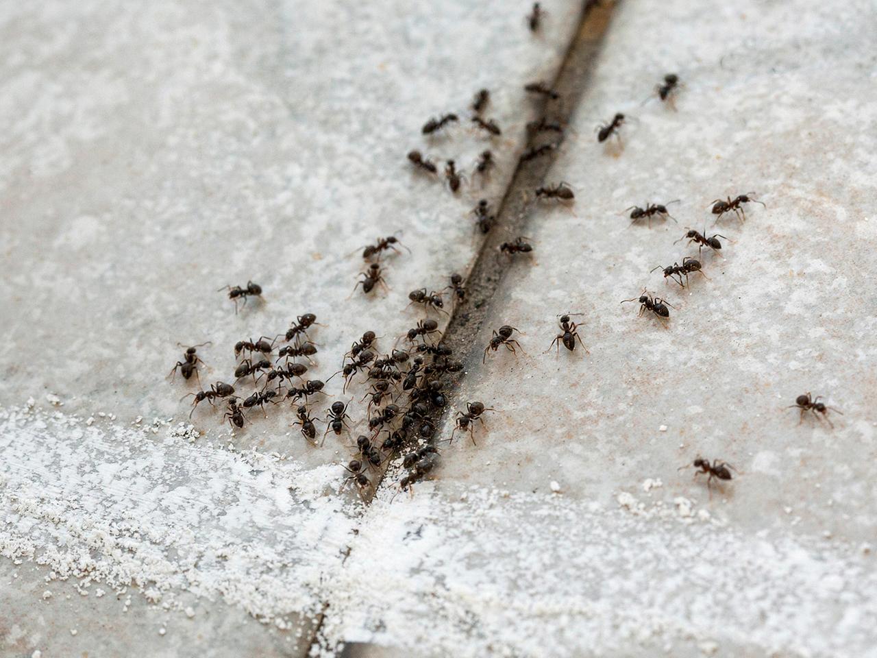 von ameisen bis silberfischchen: insekten ohne chemie vertreiben