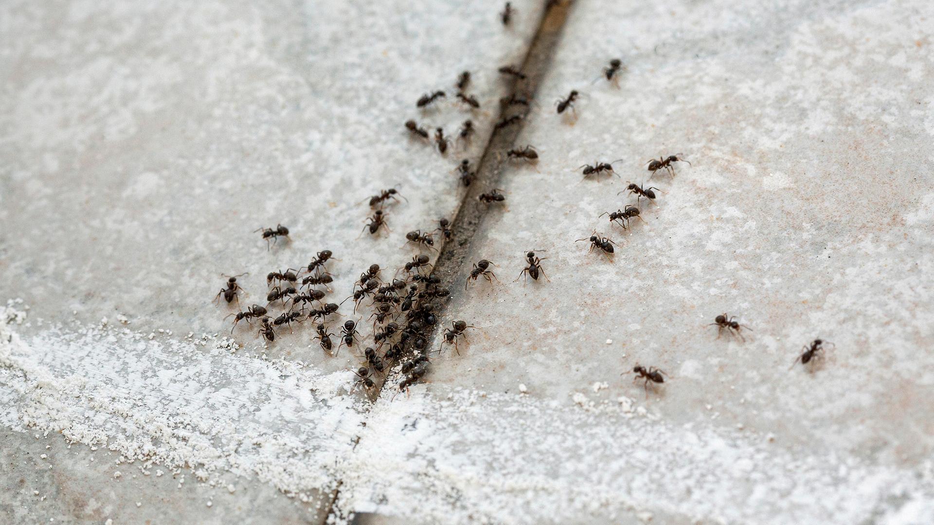 Von Ameisen bis Silberfischchen: Insekten ohne Chemie vertreiben | ndr.de