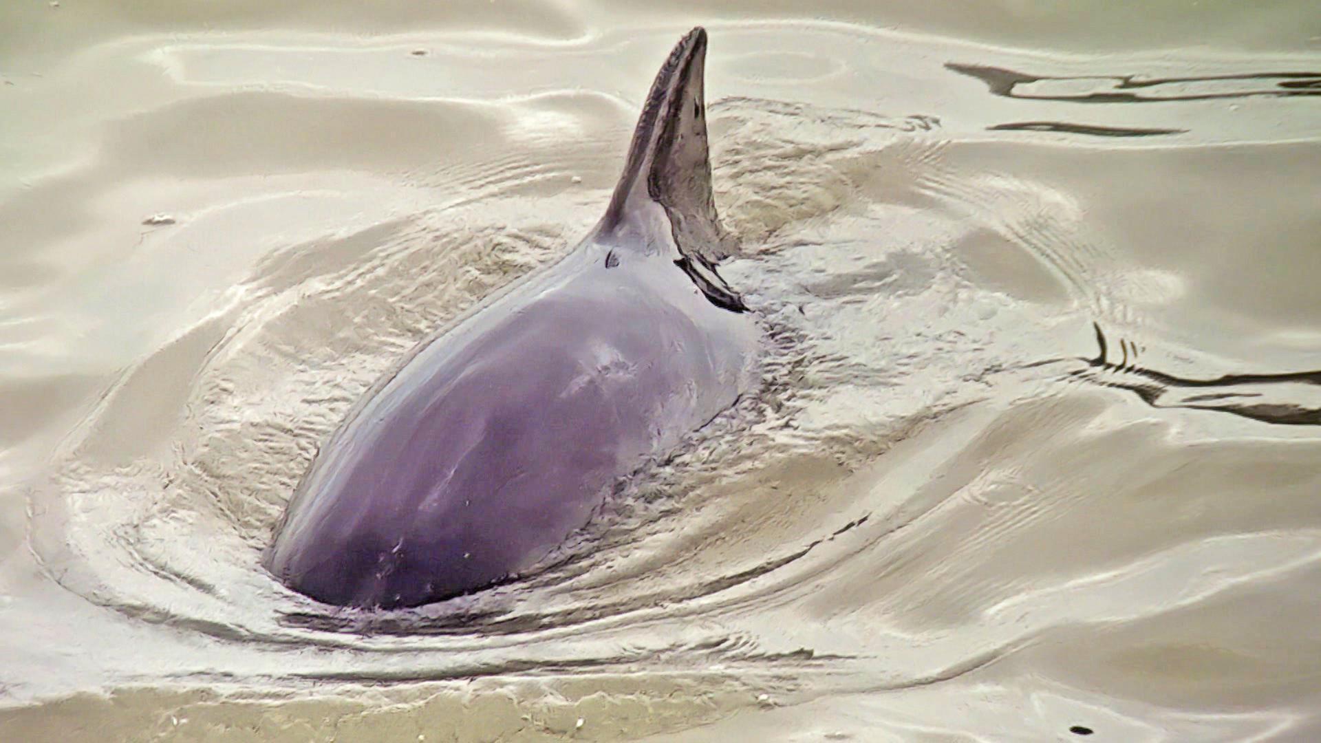 Ein Schweinswal schwimmt im Wasser. | NDR