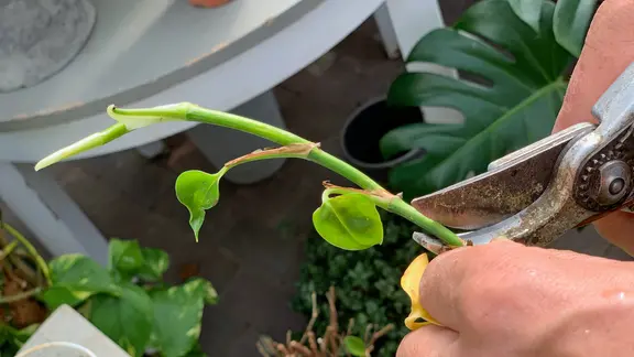 Die Vermehrung der Efeutute durch Stecklinge ist denkbar einfach. | NDR, Udo Tanske Ein Mann schneidet ein Stück von einer Efeutute ab.