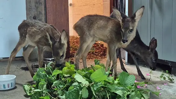 Drei Rehkitze fressen Grünzeug in der Aufzuchtstation.