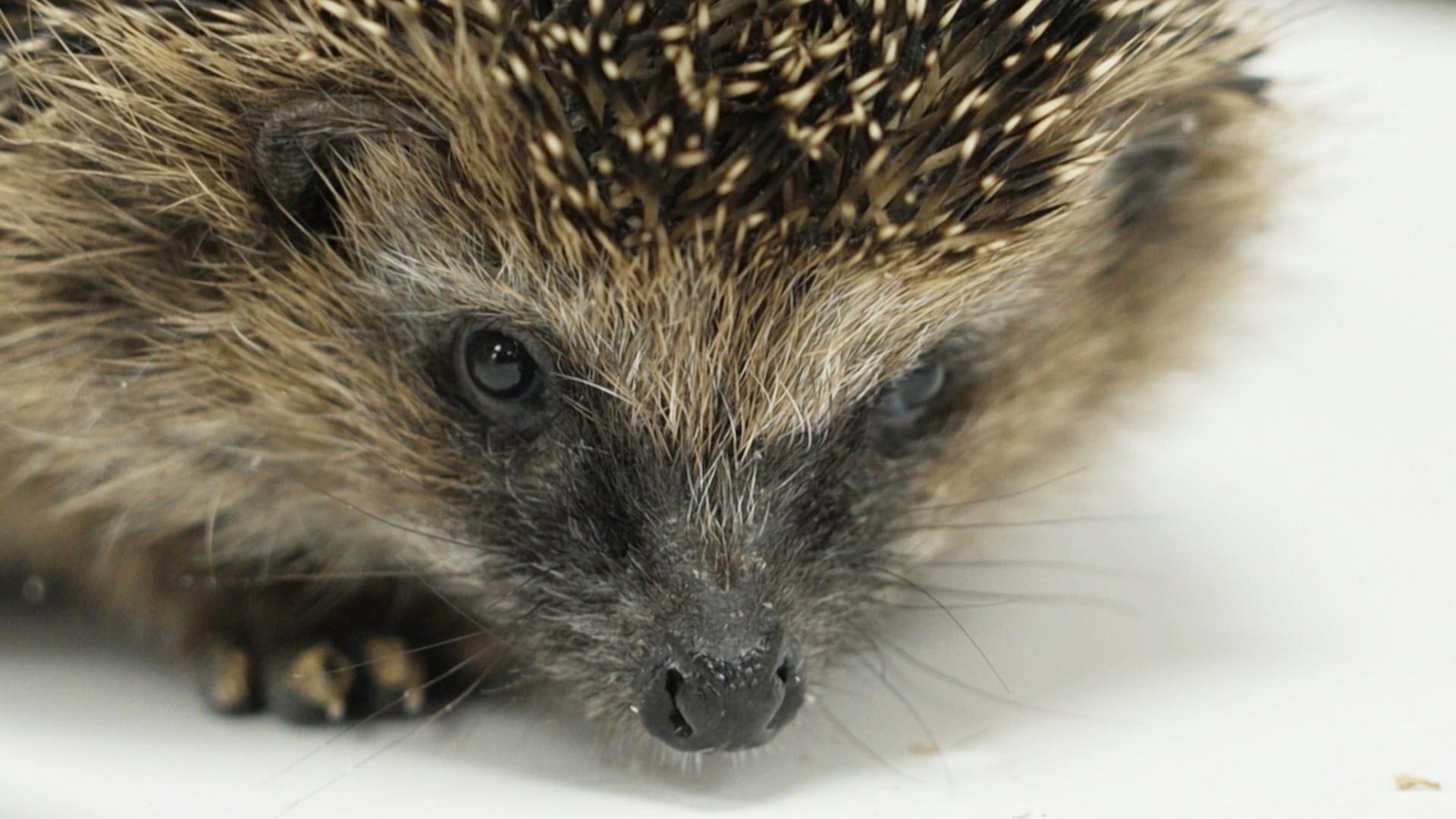 Rostockerin kümmert sich um Igel in Not