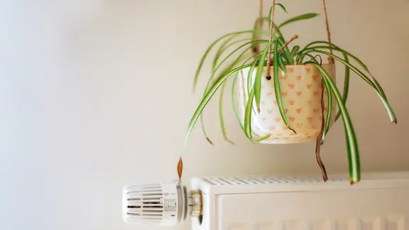 Eine vertrocknete Grünlilie hängt über einer voll aufgedrehten Heizung. | NDR, Pia Schmikl Eine vertrocknete Grünlilie hängt über einer voll aufgedrehten Heizung.