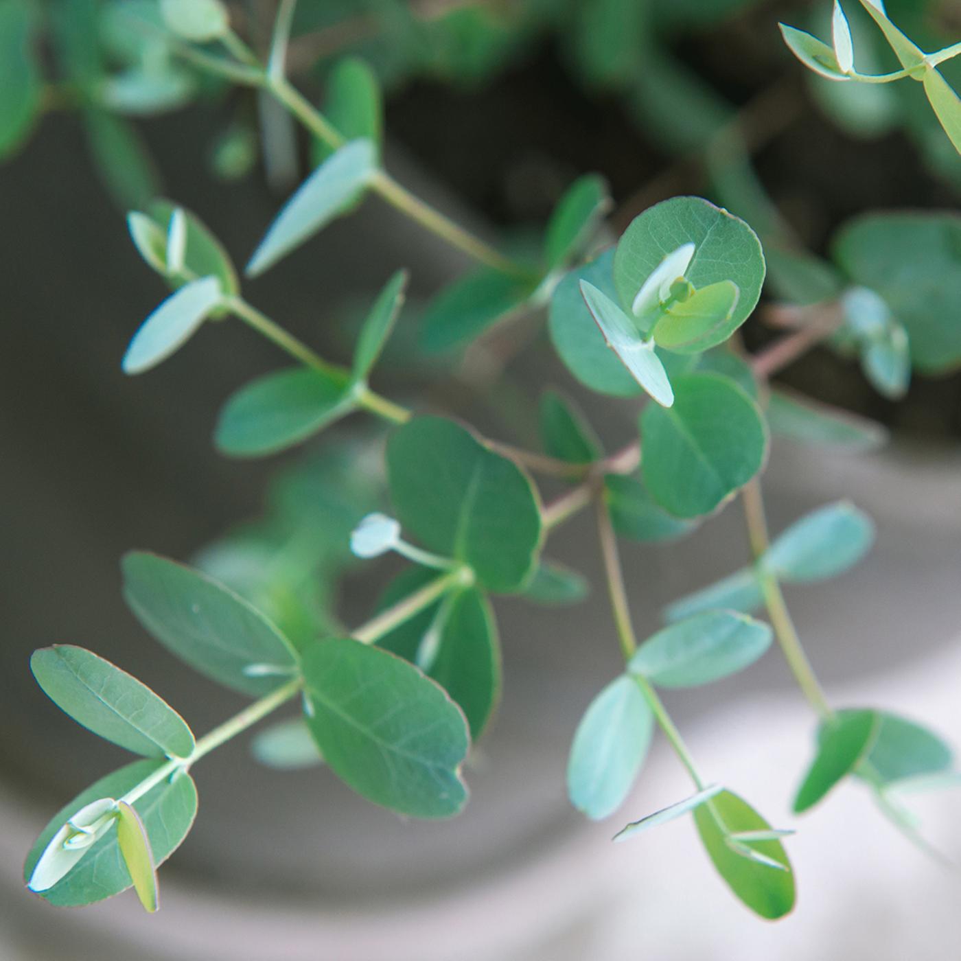 Eukalyptus pflanzen, pflegen und berwintern | ndr.de