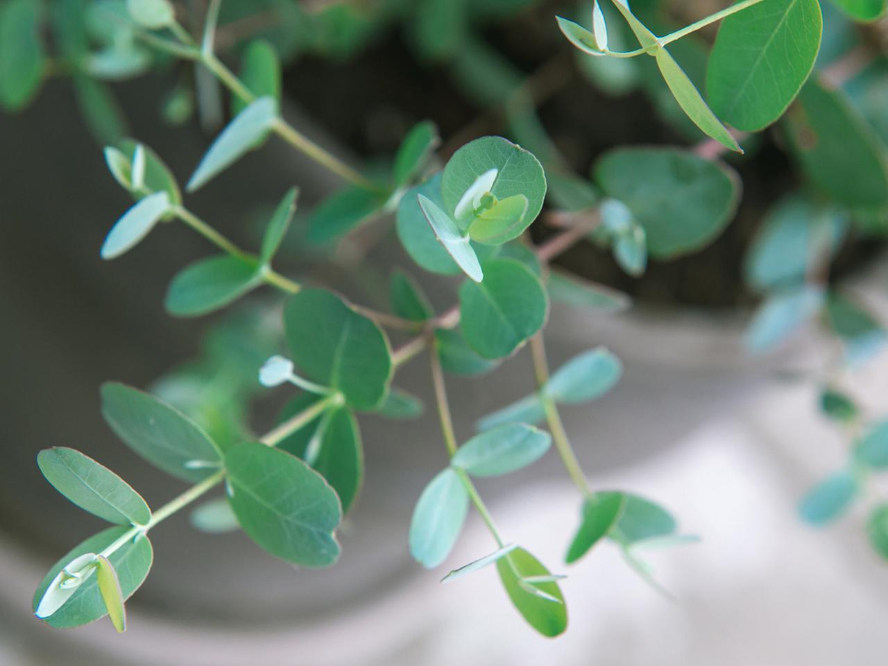 Eukalyptus pflanzen, pflegen und berwintern | ndr.de