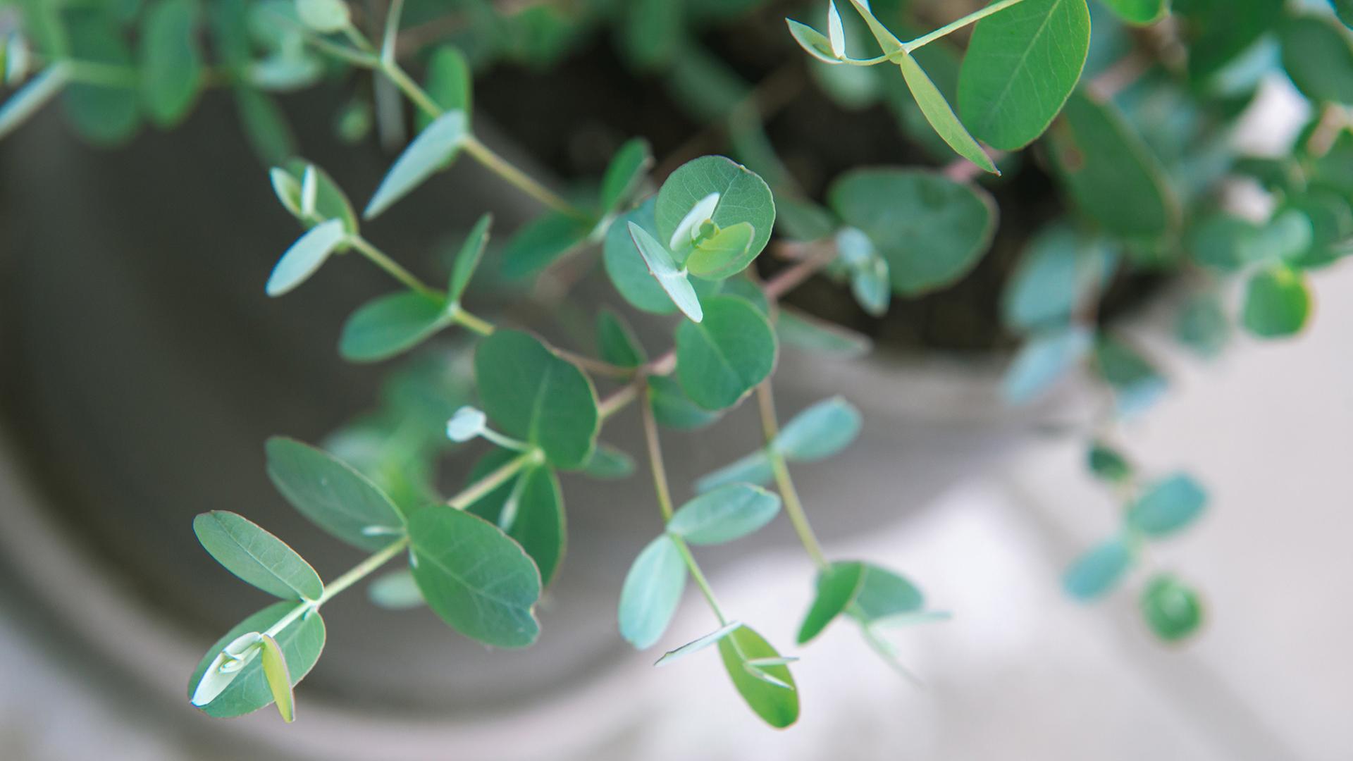 Eukalyptus pflanzen, pflegen und berwintern | ndr.de