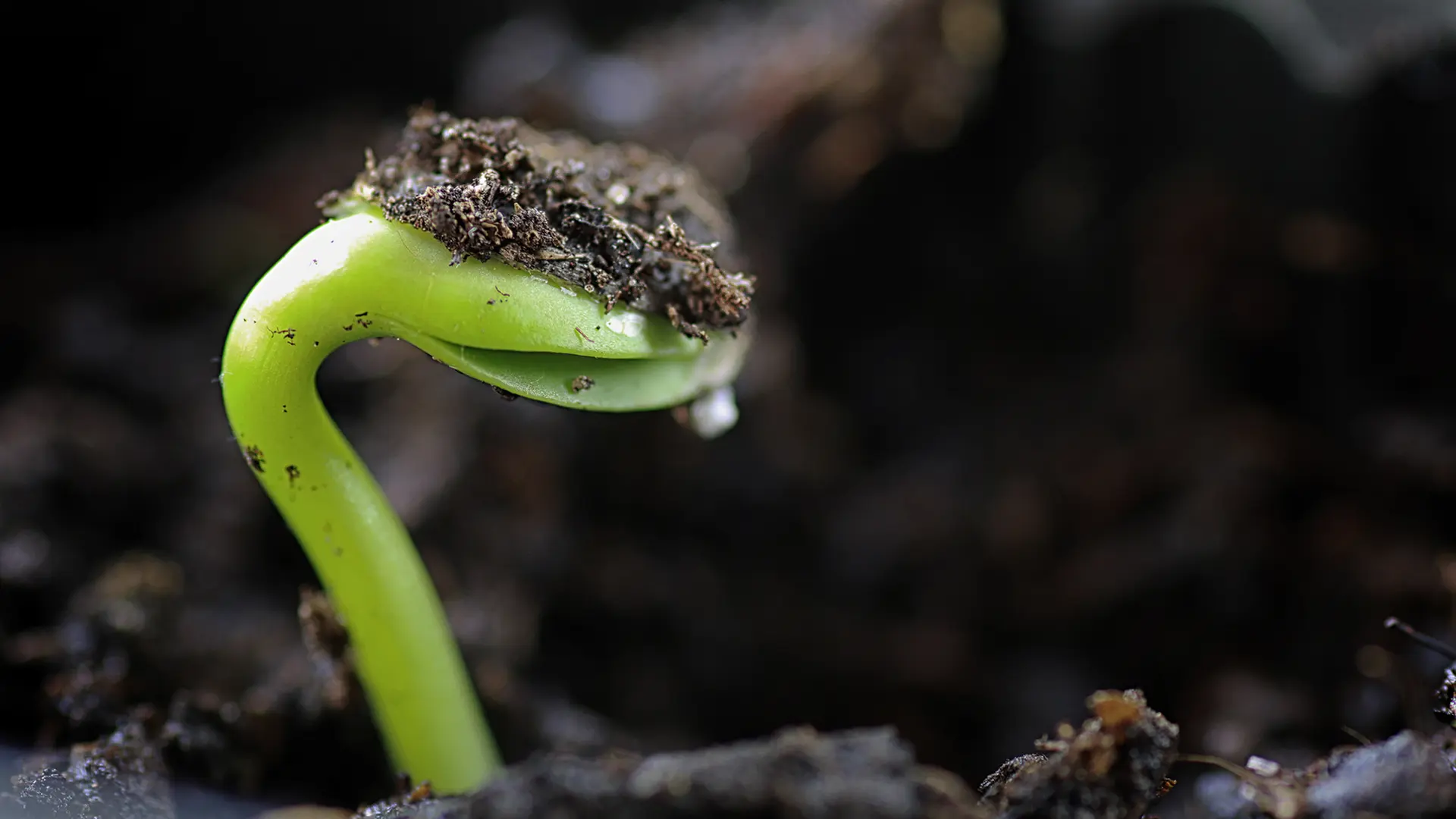 Effektive Mikroorganismen: EM im Garten