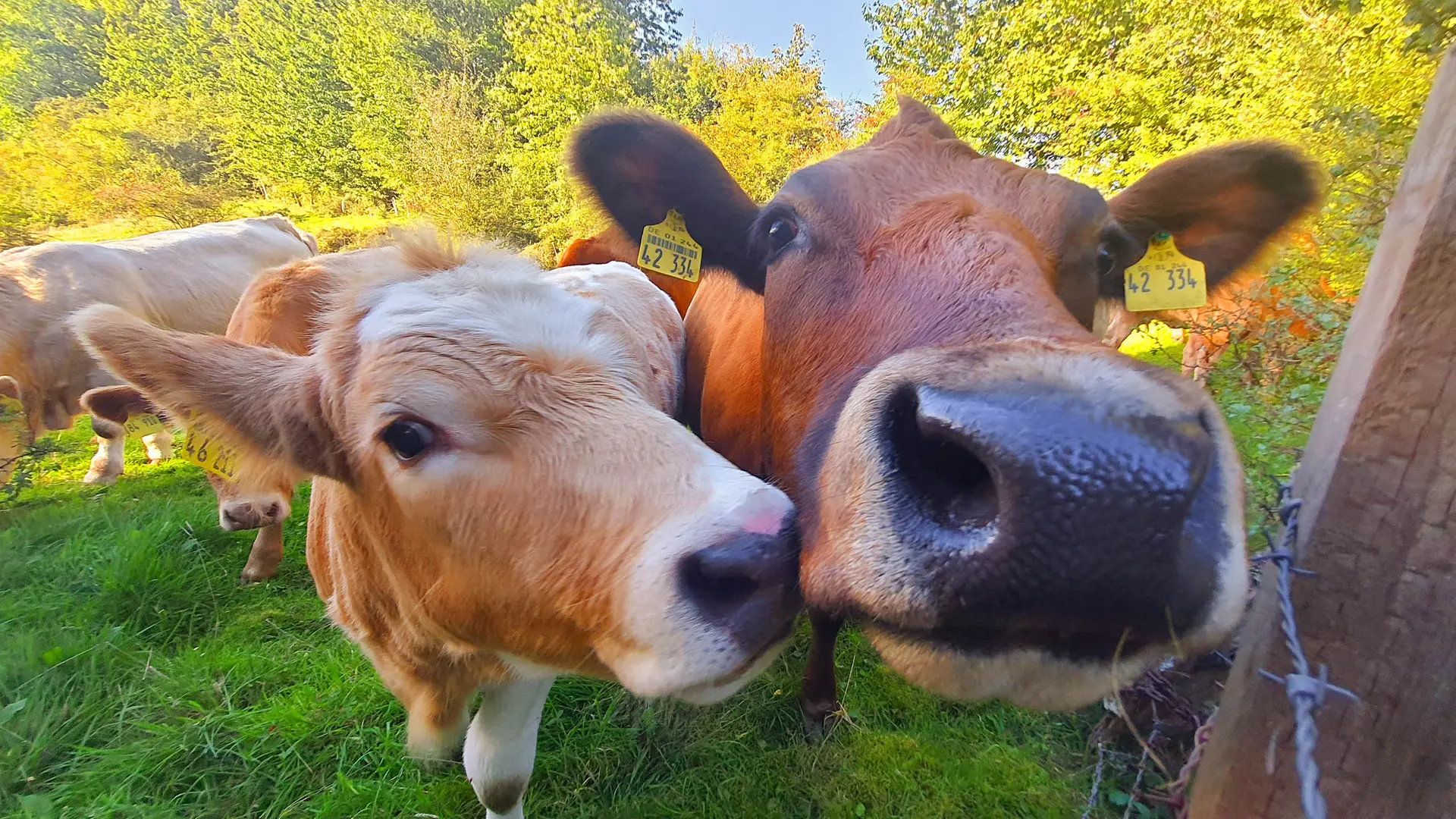 Tierwohl und Innovation: Landwirtschaftskammer ehrt zwei Betriebe | ndr.de