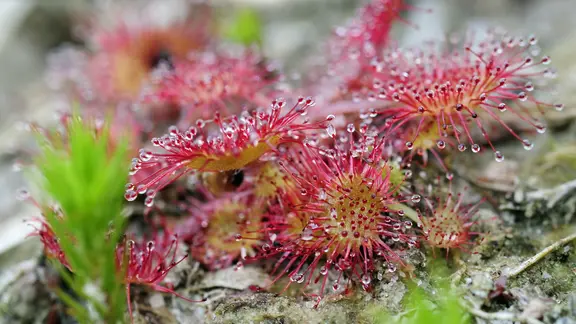 Rundblättriger Sonnentau | imago images / blickwinkel Rundblättriger Sonnentau