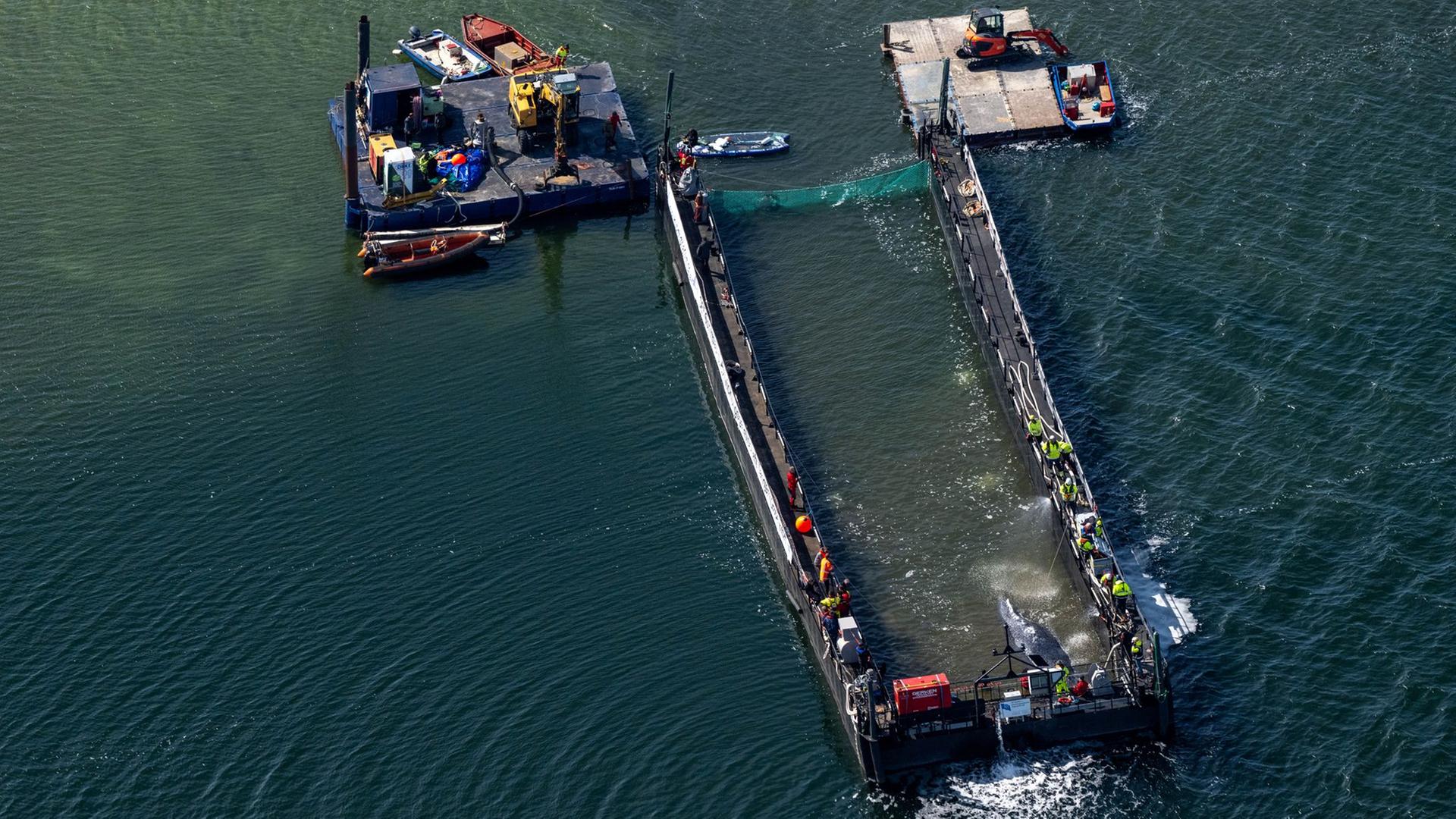 Der Buckelwal vor der Insel Poel in der Barge. | Stefan Sauer/dpa