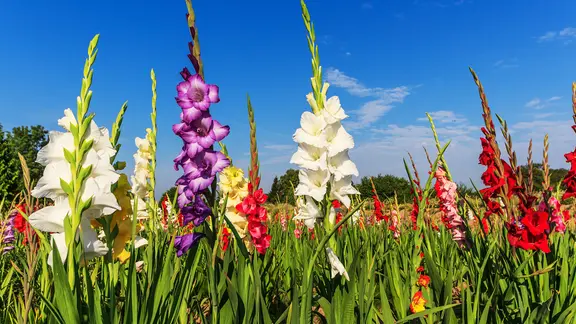 Gladiolen können mehr als einen Meter hoch wachsen. | Fotolia.com , ines39 Bunte Gladiolen auf einem Feld
