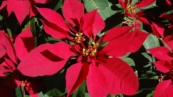 Weihnachtssterne - schn im Winter und im Sommer | ndr.de
