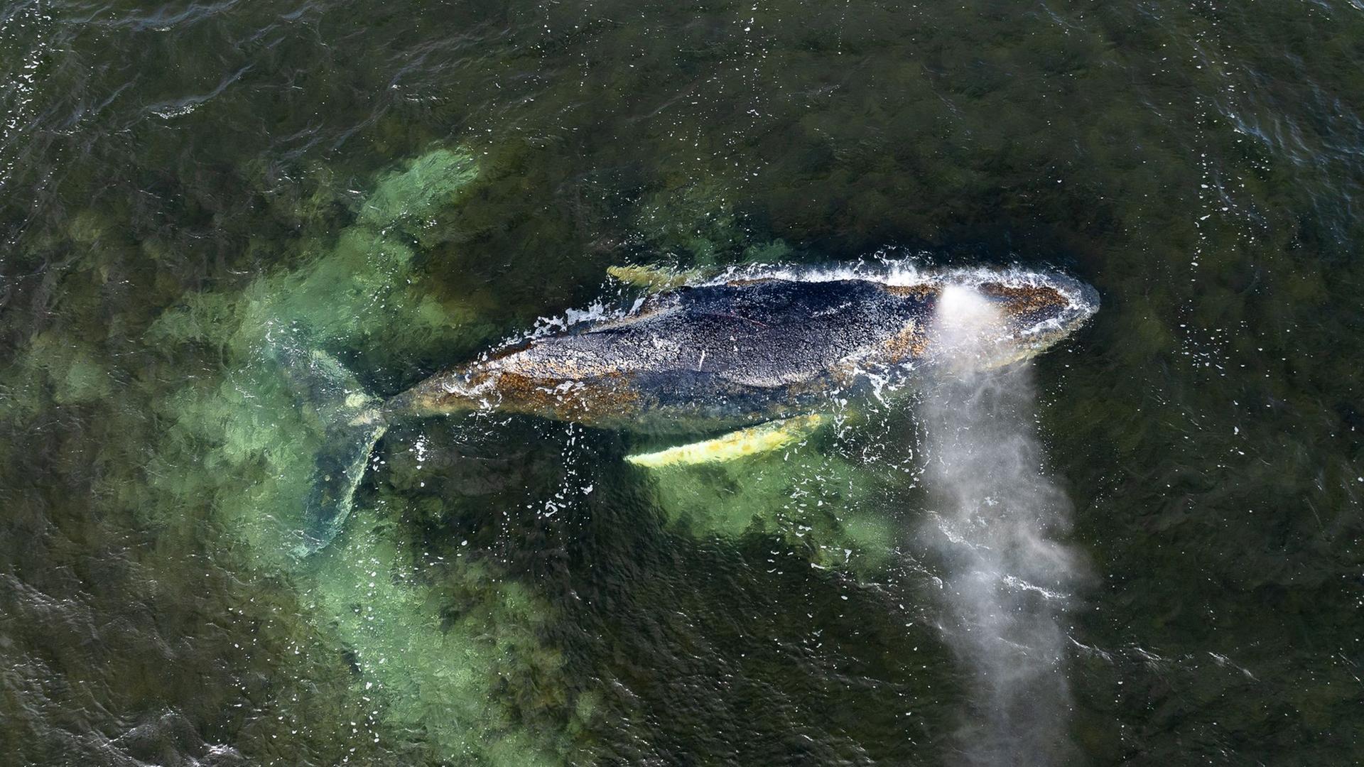 Der Buckelwal bewegt: Antworten auf die wichtigsten Fragen