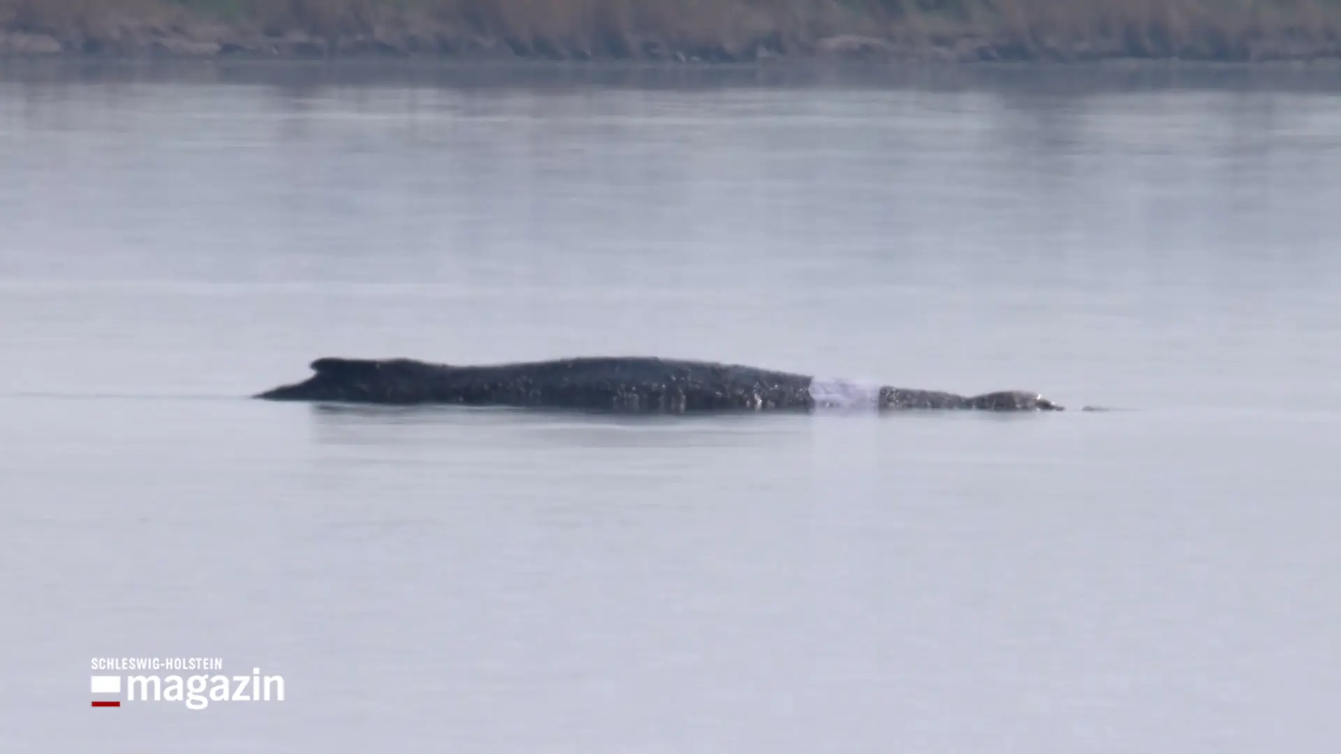Buckelwal in der Ostsee: Ein Rückblick