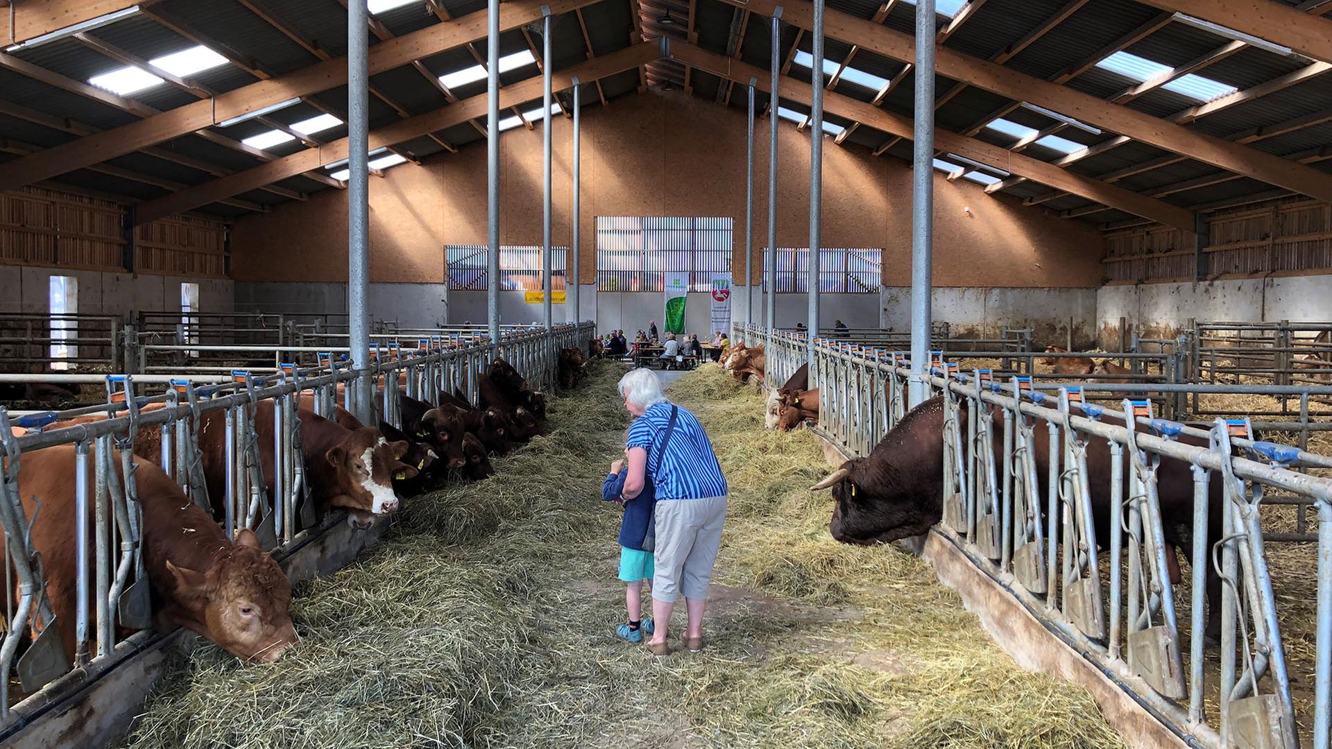 Menschen stehen beim Tag des offenen Hofes auf dem Biohof Stapel in Grave südlich von Bodenwerder im Kuhstall. | NDR, Wilhelm Purk