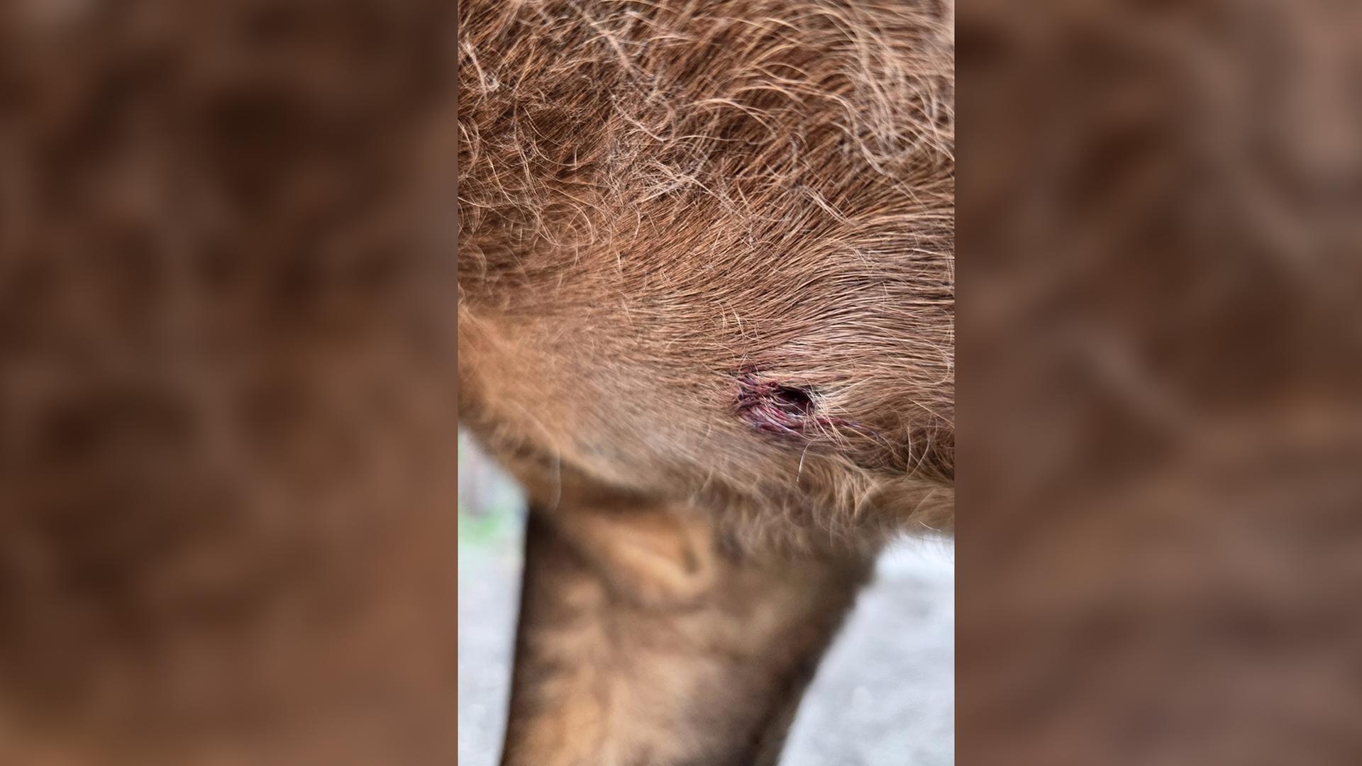 Norderstedt: Unbekannter schießt auf Pferd