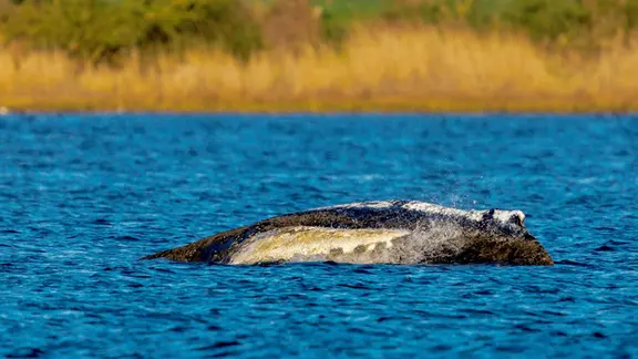 Baltischer Stör wird wiederangesiedelt: Vier Tiere in Sassnitz ...