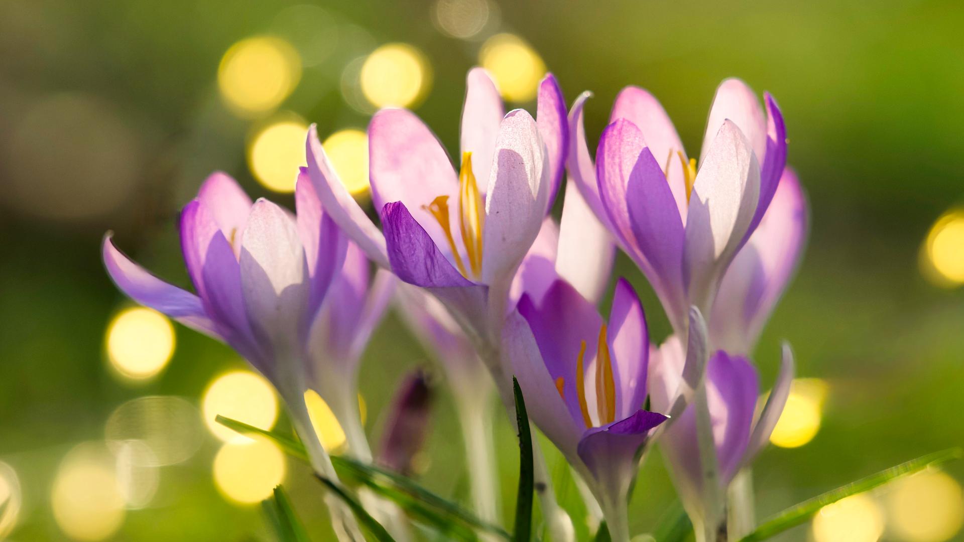 Blühende Krokusse im Sonnenschein | NDR, Claus Dreßler