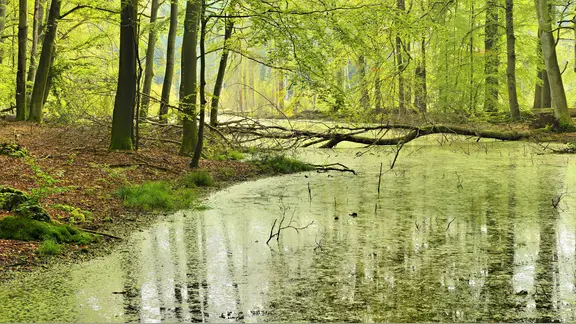 Naturnaher Buchenwald bei Serrahn.