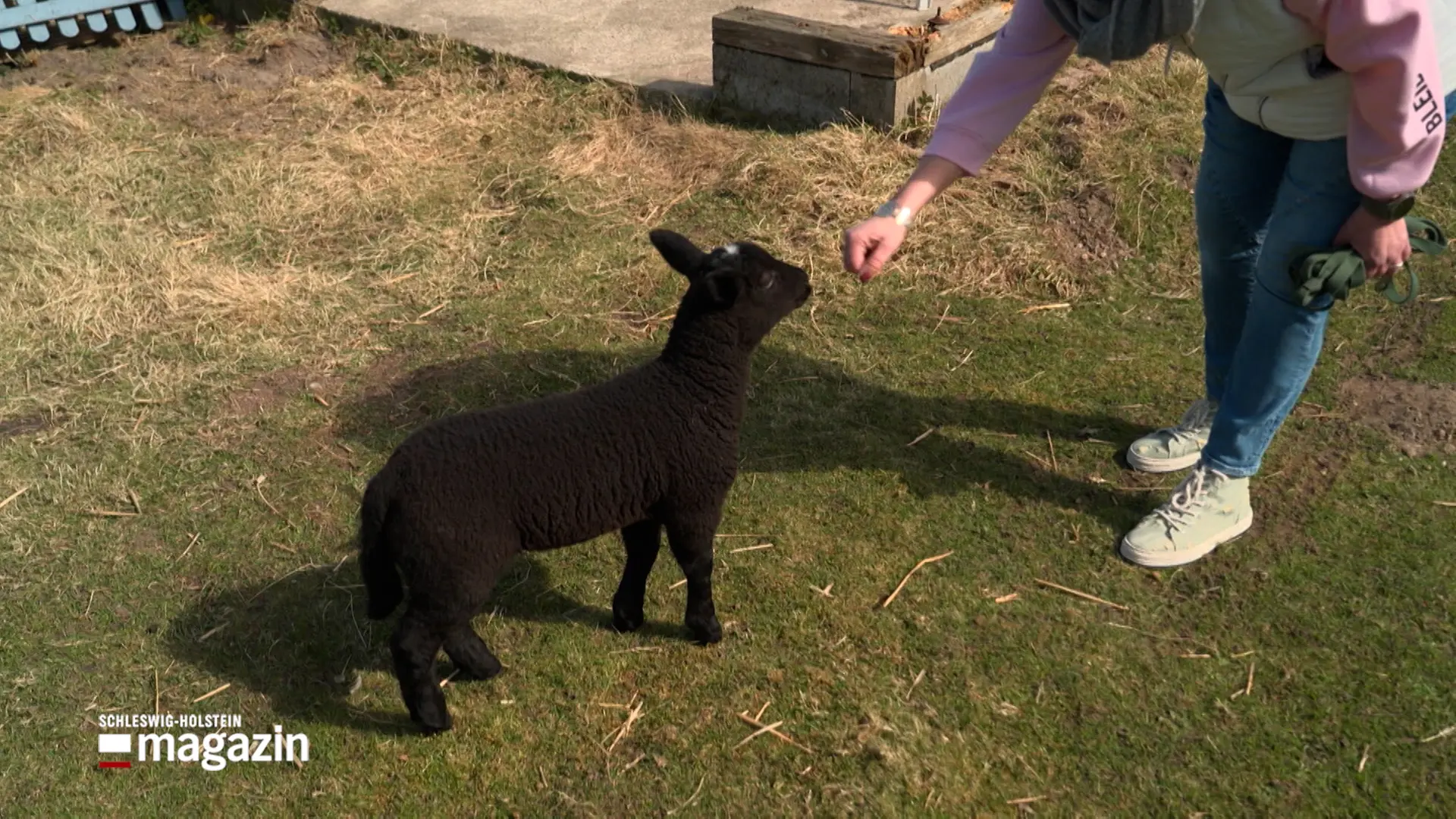 Lamm im Hundekörbchen: 