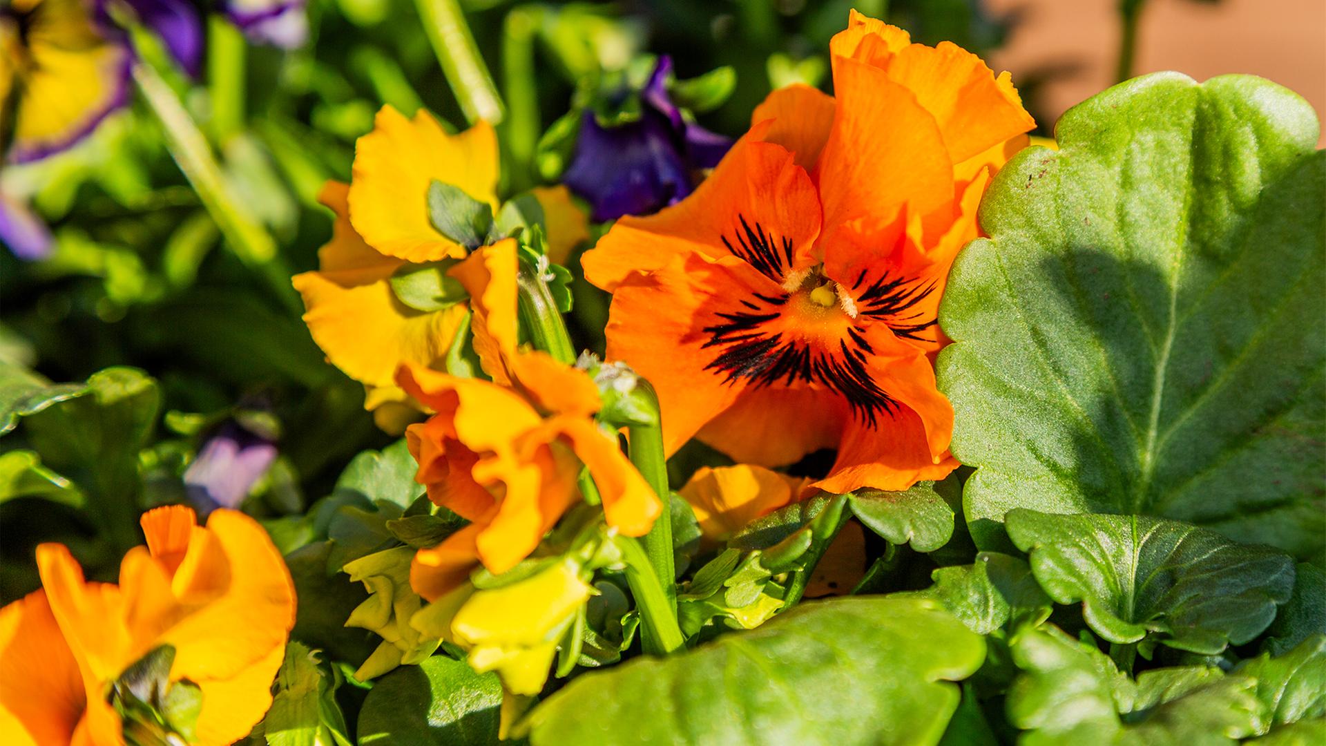 Zierpflanzenbetriebe in SH unter Druck: Darum müssen viele schließen