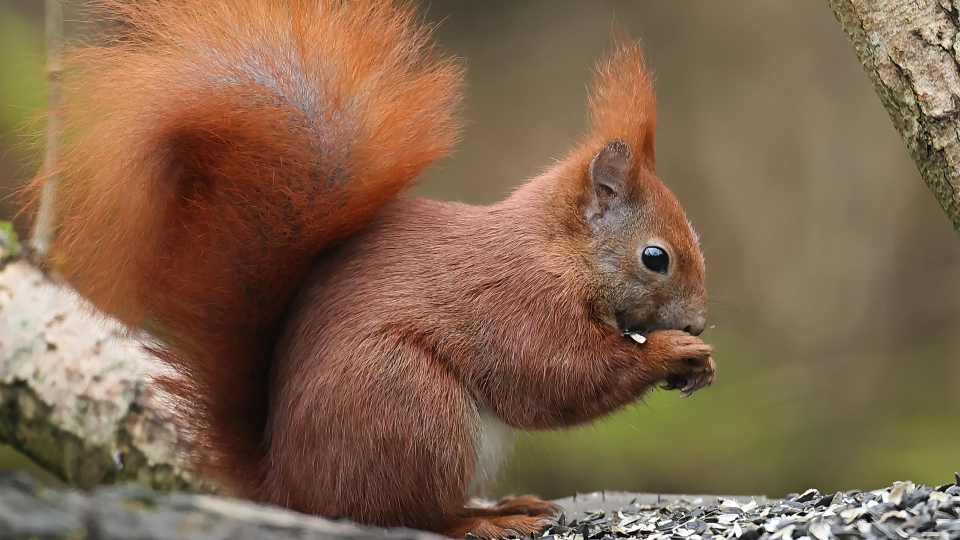 Eichhörnchen brauchen Unterstützung – so helfen Sie den Tieren im Winter