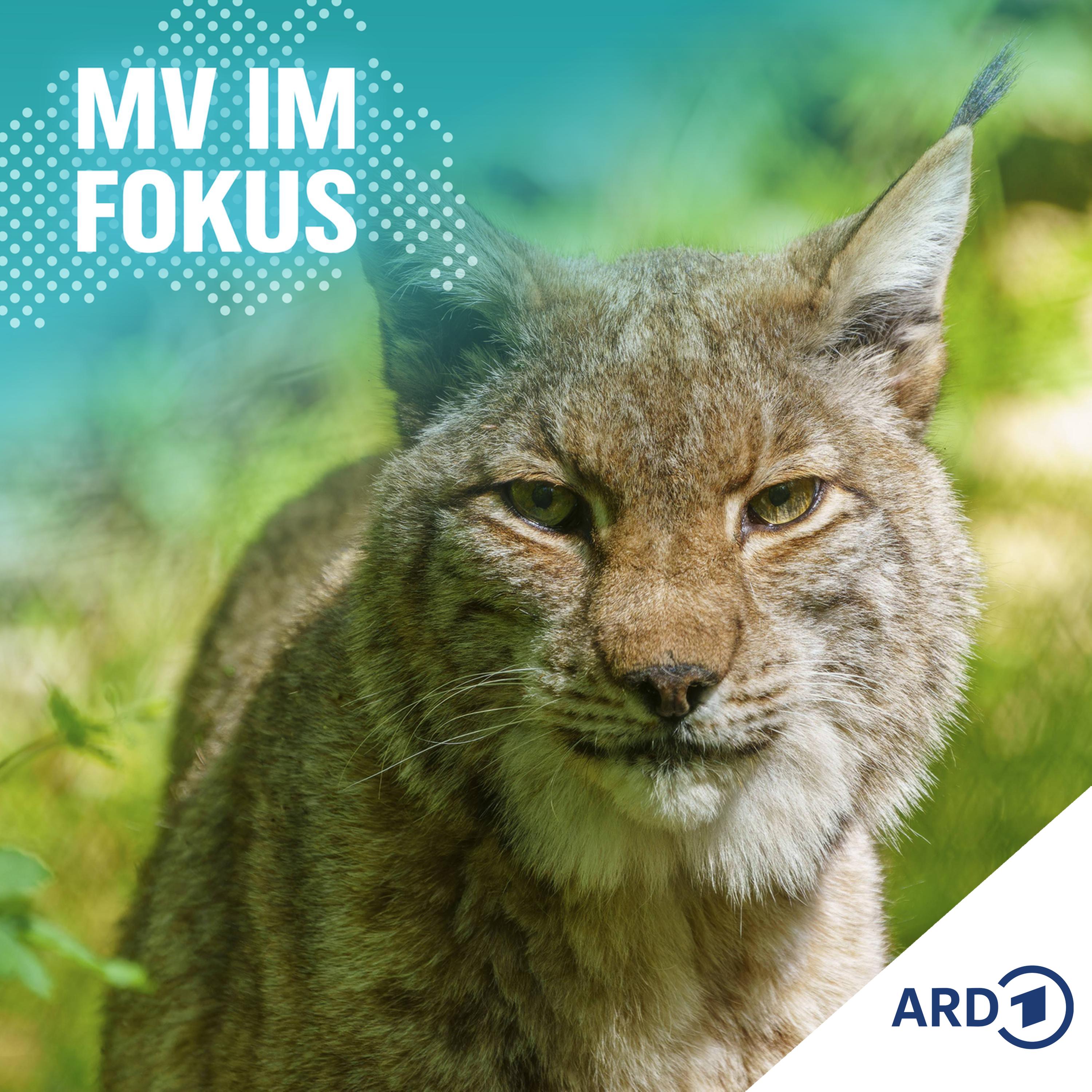 MV IM FOKUS - Darüber spricht Mecklenburg-Vorpommern!