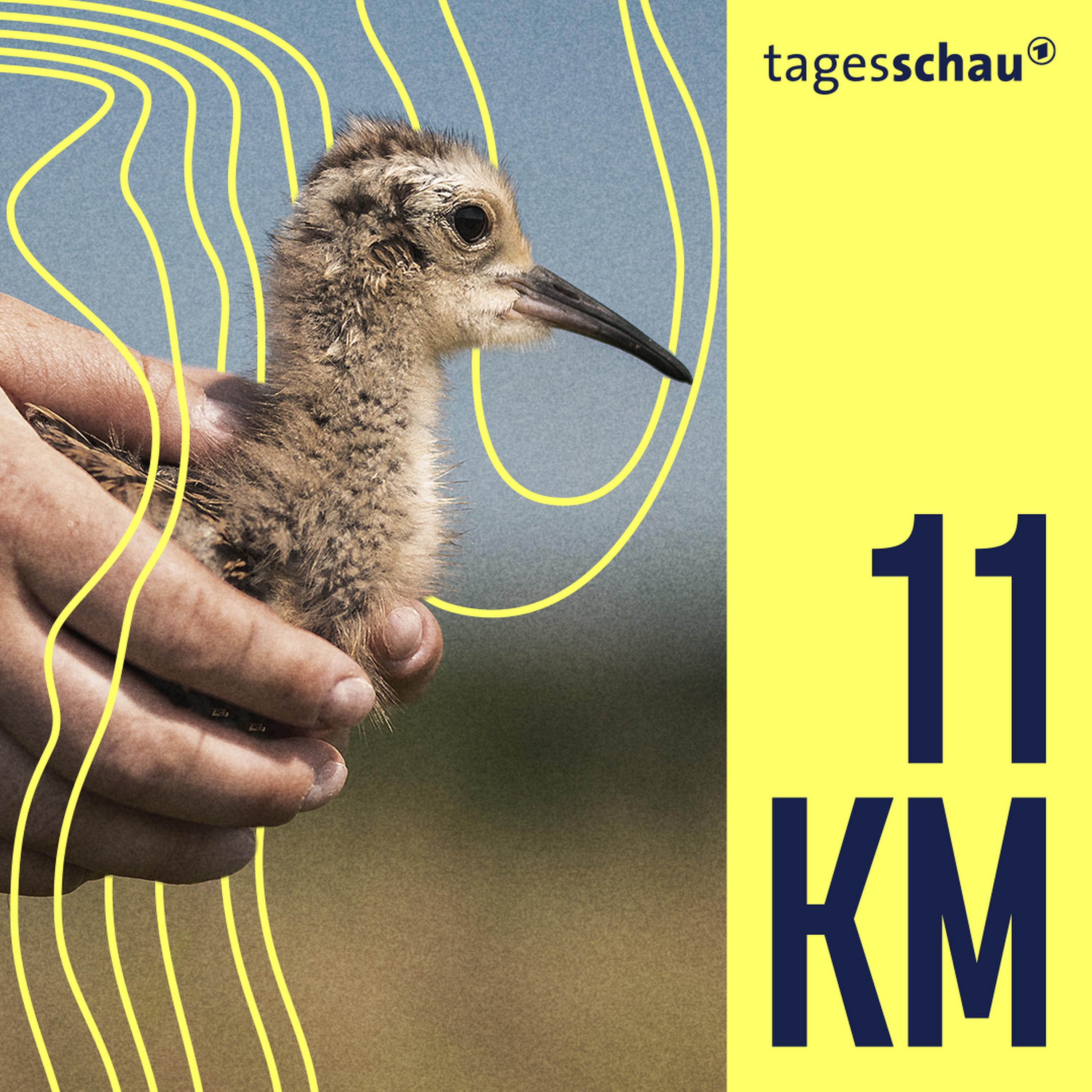 Kampf ums Küken - Artensterben hautnah