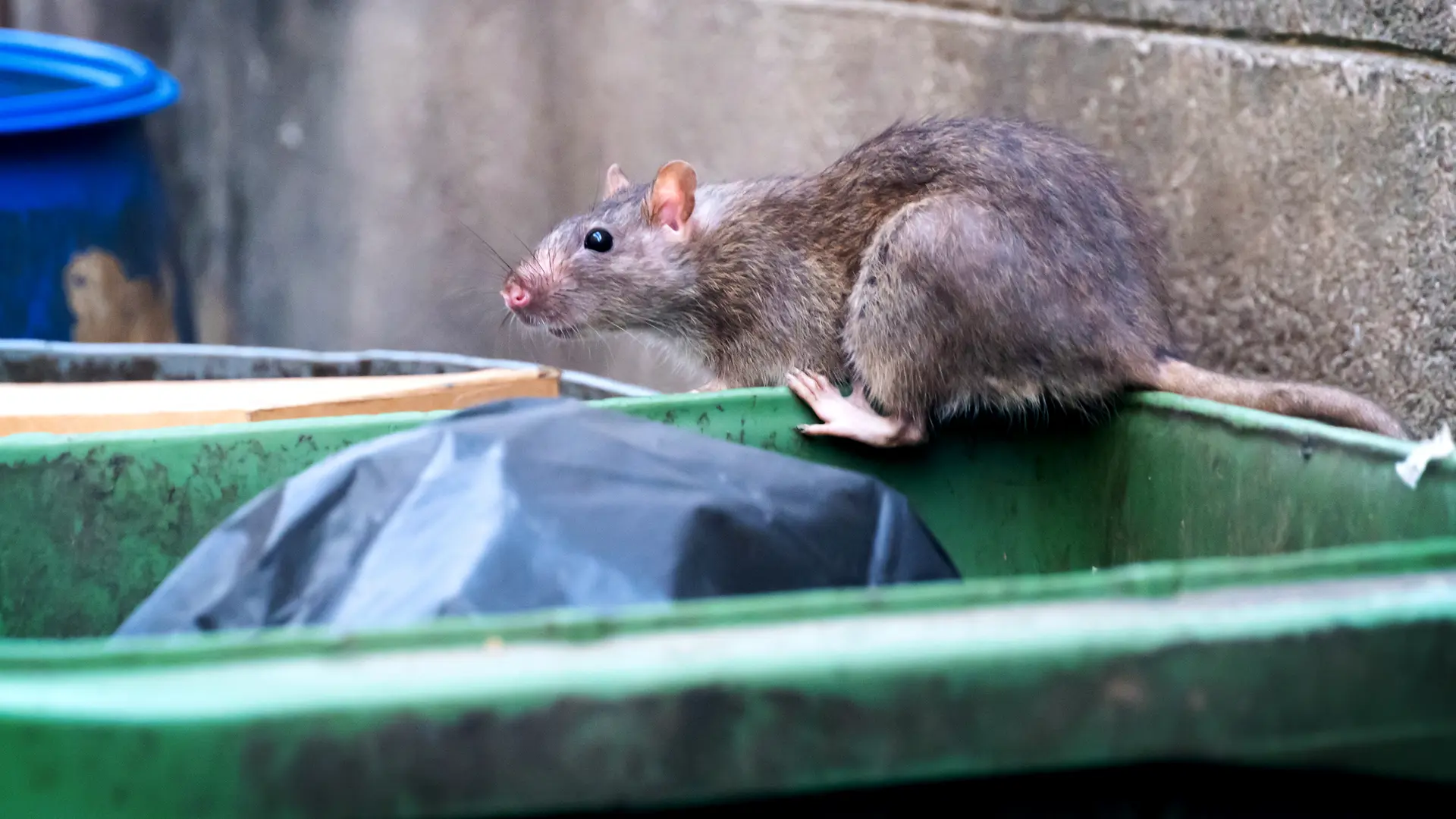 What to do about rats? A neighborhood fights against the garbage