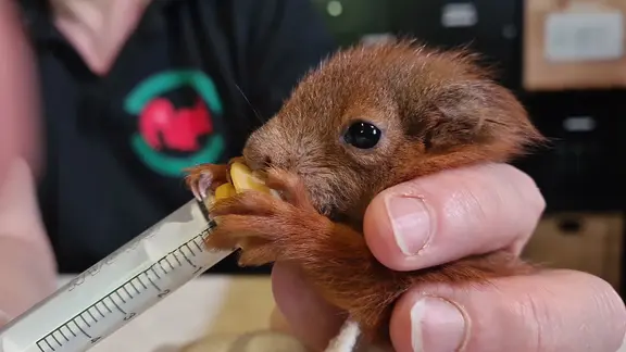 Ein Eichhörnchen wird gefüttert.