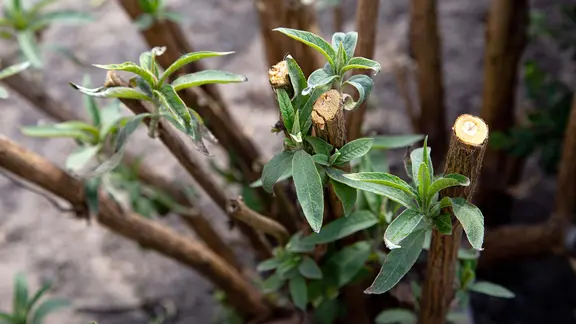 Austrieb an einem zurückgeschnhnittenen Schmetterlingsflieder | PantherMedia, logolis Austrieb an einem zurückgeschnhnittenen Schmetterlingsflieder