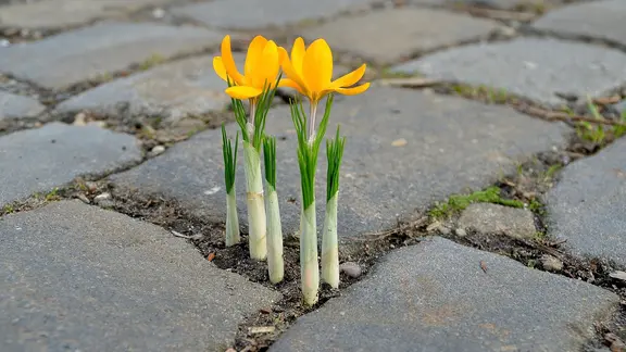 Krokusse blühen zwischen Kopfsteinfplaster.