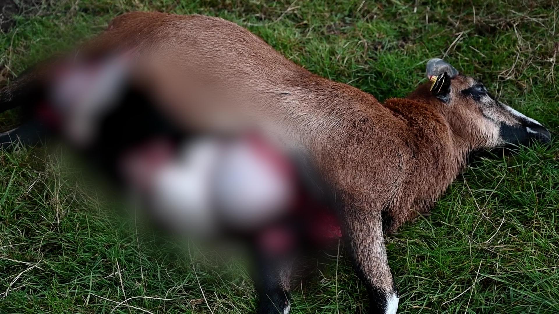 Zwei Schafe in Hamburg-Marmstorf offenbar von Wolf gerissen