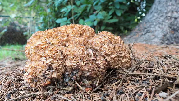 Eine breitblättrige Glucke wächst auf einem Waldboden der mit Nadeln bedeckt ist.