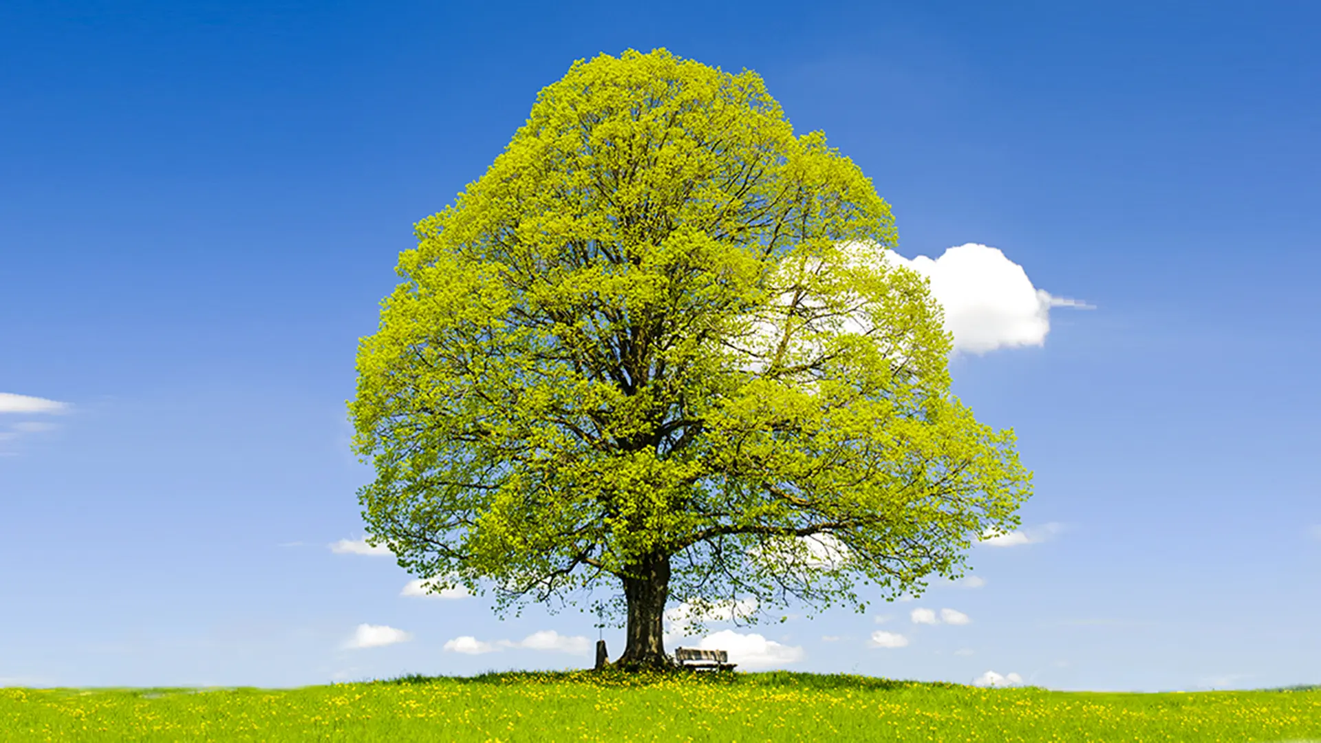 Die Winterlinde (Tilia cordata) | ndr.de