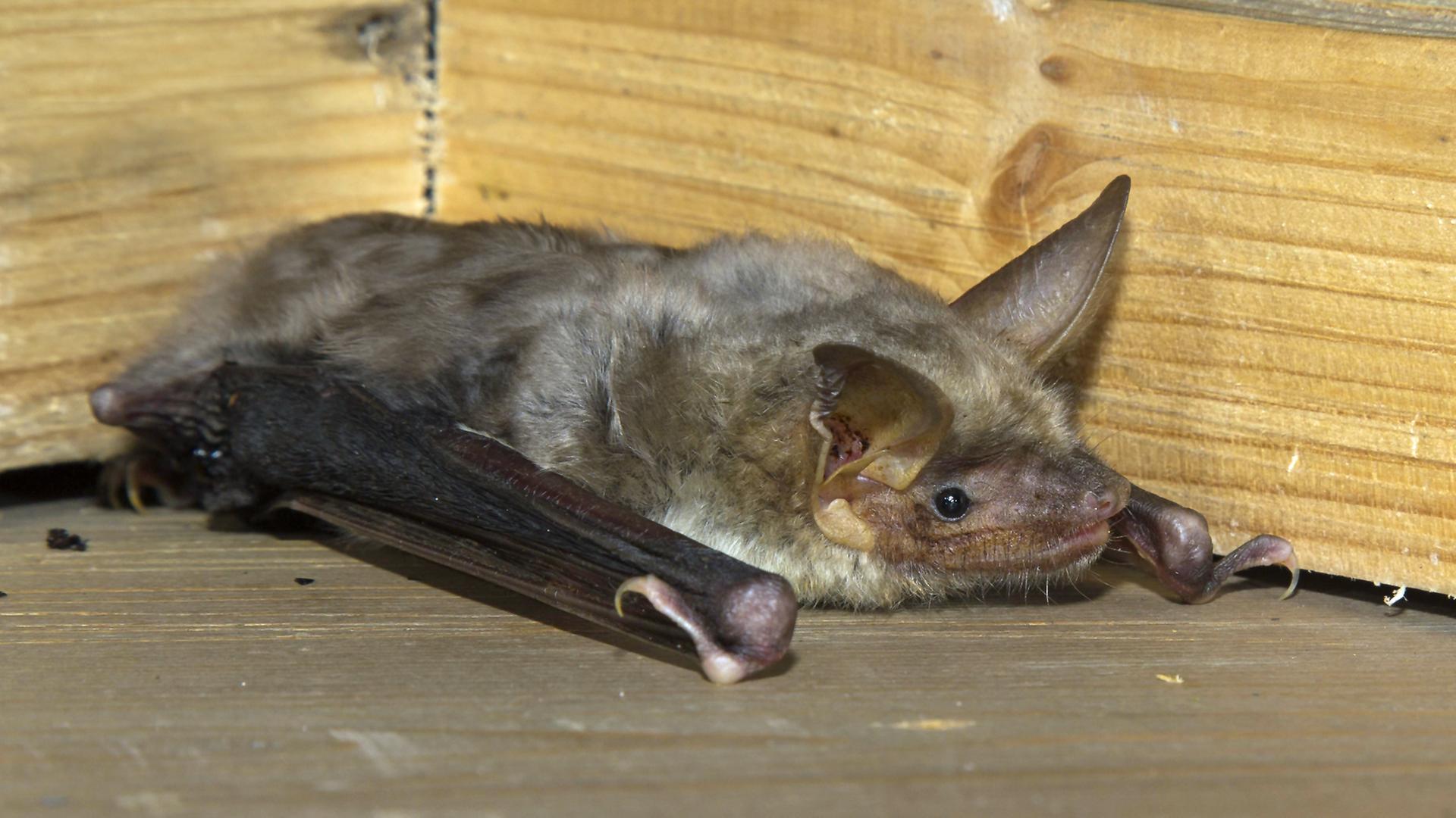 Elmshornerin hilft Fledermusen in Not