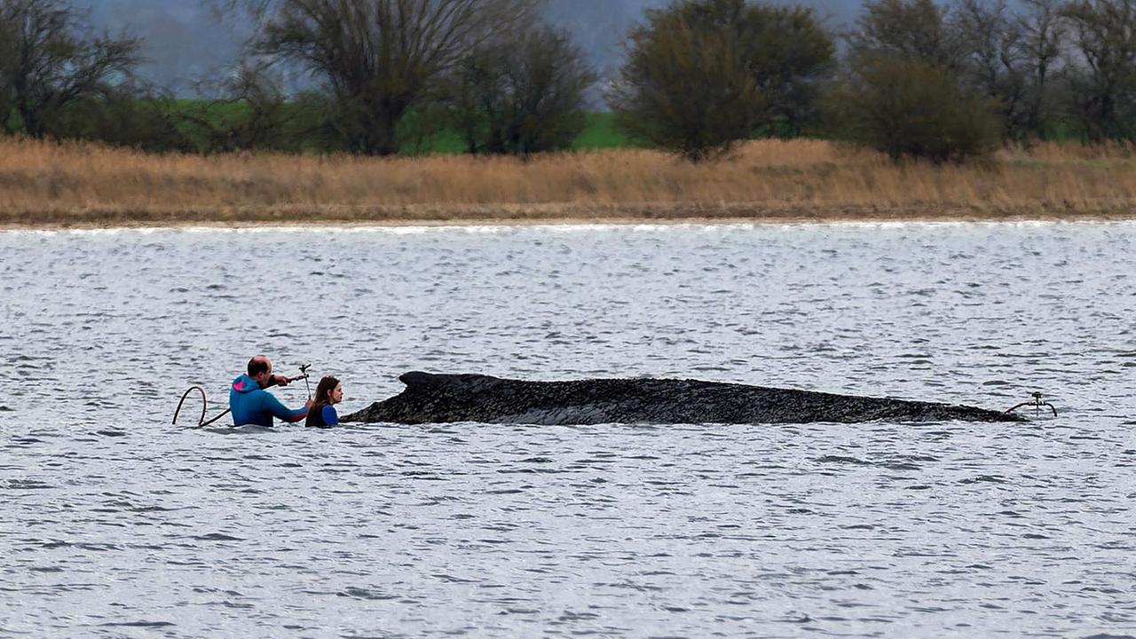 Vor Ostsee-Insel Poel: Feuerwehr benetzt sterbenden Buckelwal