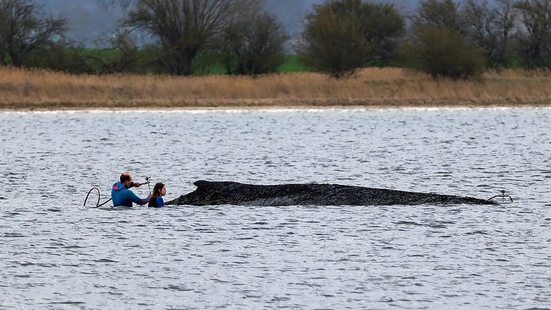 Buckelwal vor der Insel Poel lebt noch - Zustand offenbar unverändert