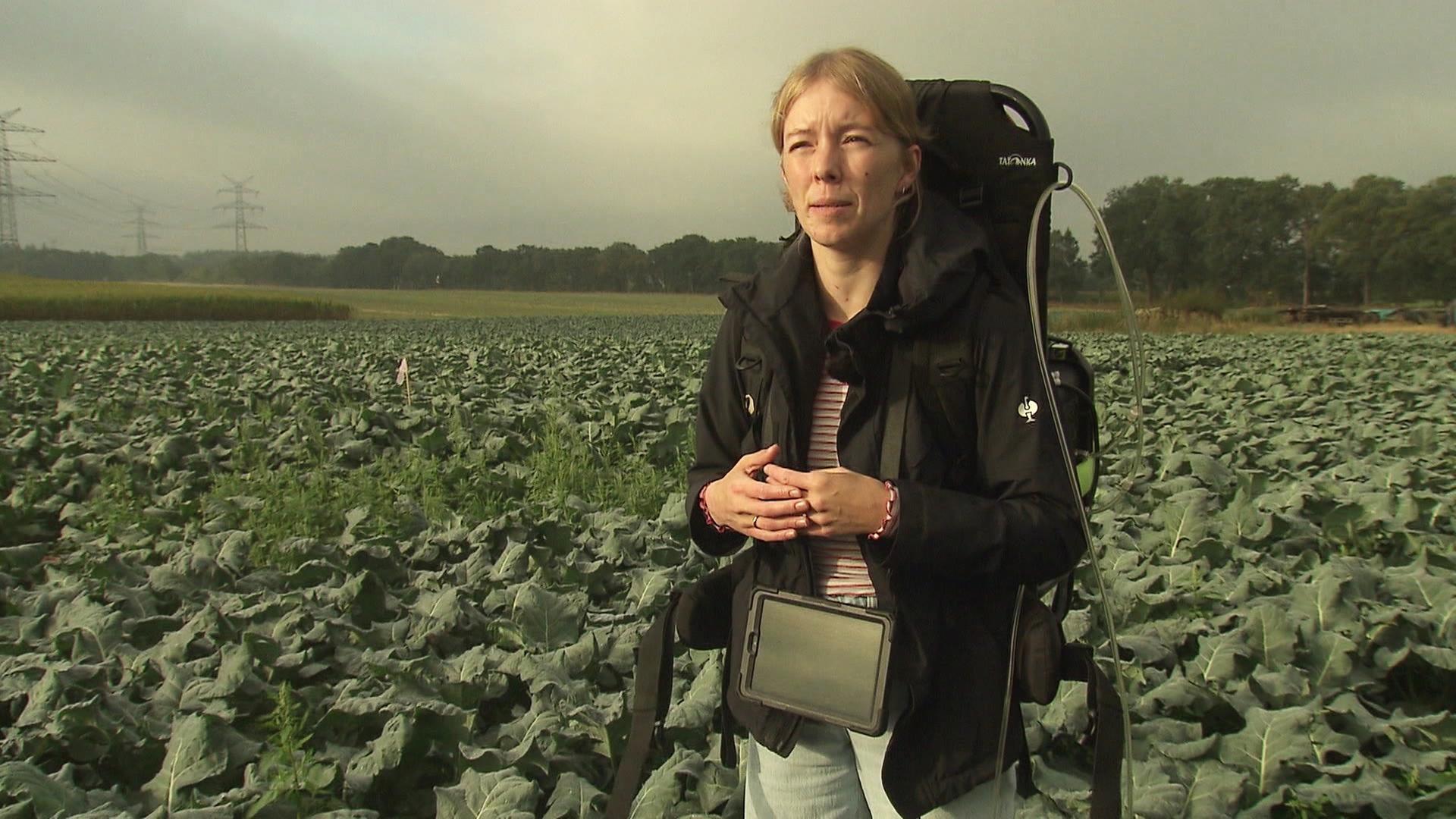 Climate killer broccoli: project wants more environmentally friendly harvest
